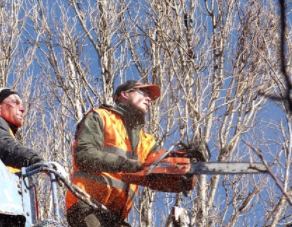 tree cutting experts